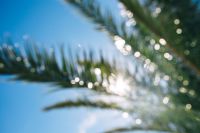 Kaboompics - Blurred palm tree