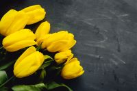 Kaboompics - Yellow tulips on grey background with copy space