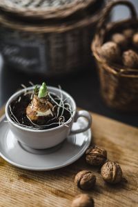 Little seedling in a cup with walnuts on a wooden board