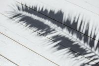 Kaboompics - Palm leaf and shadow