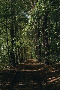 Woods - forest - path - way - trees