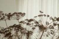 Dried Floral Aesthetic Backgrounds - Natural Tones Free Stock Photos