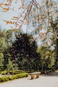 Kaboompics - Falling petals from a tree