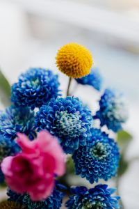 Blue Chrysanthemum morifolium, pink carnation, craspedia globosa, Echinacea, Phlebodium
