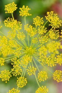 Dill flower - plant