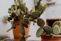 Opuntia in a ceramic pot - Free Stock Photo Images