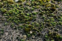 Kaboompics - Moss on the ground