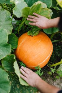 Kaboompics - A large orange pumpkin grows in the garden