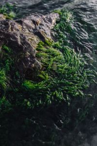 Kaboompics - Seaweed covering a rocky beach