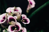 Kaboompics - Close-ups of flowers