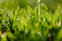 Kaboompics - Spring Grass
