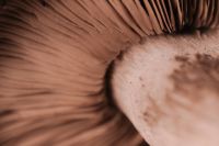 Kaboompics - Mocha Mousse Trend: Free Pantone 2025 Inspired Photos - Wallpapers & Backgrounds