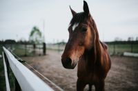 Kaboompics - Portrait of a horse