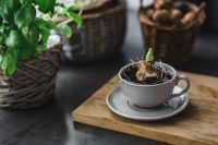 Kaboompics - Little seedling in a cup on a wooden board