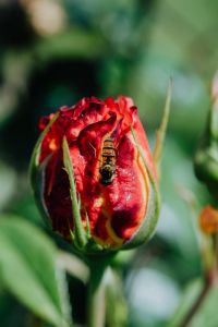Vespidae - wasp on rose flower