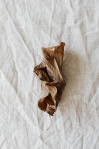 Kaboompics - Dried leaf - white background