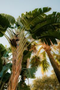 Kaboompics - Free Nature Backgrounds: Tropical Plants and Palms - Mediterranean Warm Tones Wallpapers