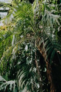 Kaboompics - Tropical palm trees in a botanical garden