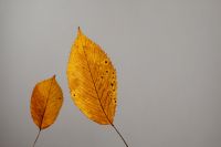 Kaboompics - Dried leaves - abstract background - wallpaper