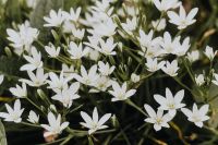Kaboompics - White flowers Ornithogalum close-up