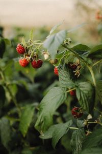 Vibrant Raspberries Ready for Picking