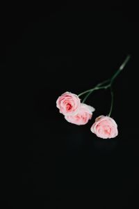 Kaboompics - Holding a pink rose