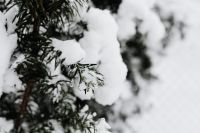 Kaboompics - Snow-covered Trees