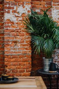 Kaboompics - Brick wall and green plant