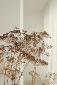 Kaboompics - Dried Floral Aesthetic Backgrounds - Natural Tones Free Stock Photos