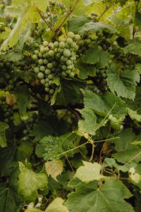 Kaboompics - Vineyard Dreams: The Beauty of Green Grapes