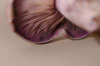 Kaboompics - Mushroom Aesthetic Free Photos – Purple-Gilled Wood Blewit – Fungi Backgrounds