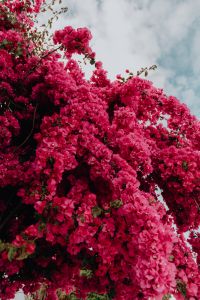 Pink bougainvillea flowers against the traditional Portuguese white house