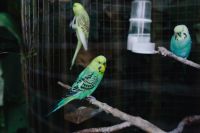 Kaboompics - Cute colorful budgies in cage
