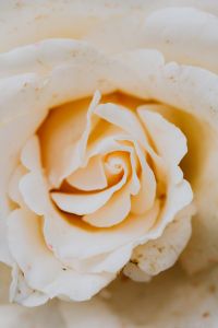 White rose flower