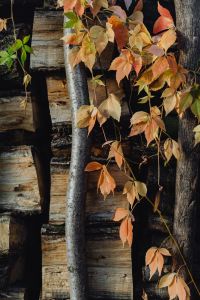 Kaboompics - Leaves - wood