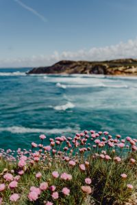 Cluster of Pink Flowers Growing at the Ocean's Edge, Portugal