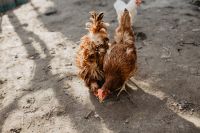 Kaboompics - Farm chicken eating seeds