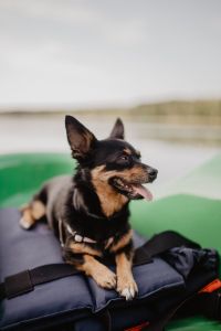 Happy dog in a kayak