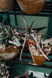 Kaboompics - Succulents in pots