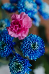 Blue Chrysanthemum morifolium, pink carnation, craspedia globosa, Echinacea, Phlebodium