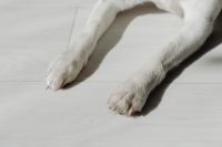 Dog white paws