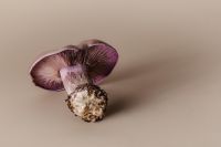 Kaboompics - Mushroom Aesthetic Free Photos – Purple-Gilled Wood Blewit – Fungi Backgrounds