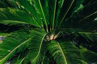 Kaboompics - Close-ups of green plant leaves