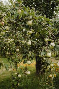 Abundant Harvest: Apple Trees in Full Bloom