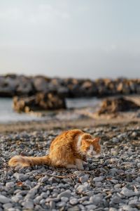 Cats from Sorrento, Italy
