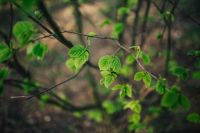 Kaboompics - Little green leaves on branches