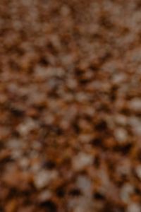 Kaboompics - Blurred background with brown leaves