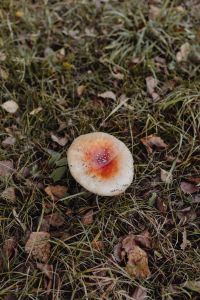 Kaboompics - Red toadstools - poisonous mushrooms