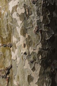Kaboompics - Tree trunks close-ups