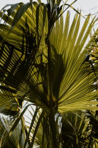 Kaboompics - Palm leaves in the garden